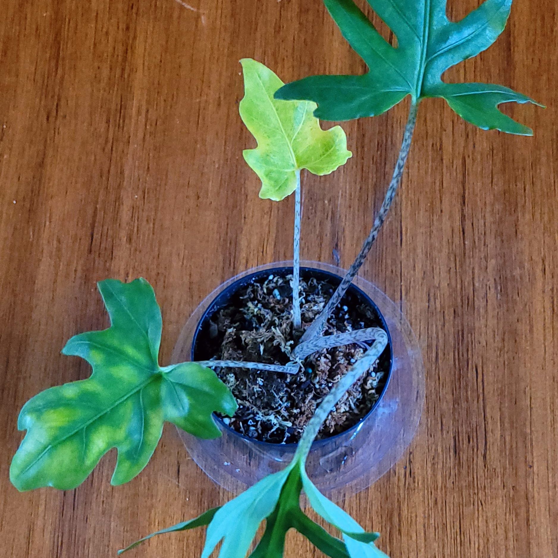 Photo of the plant species Alocasia brancifolia by @GracedStrapwort named Fern Gully on Greg, the plant care app