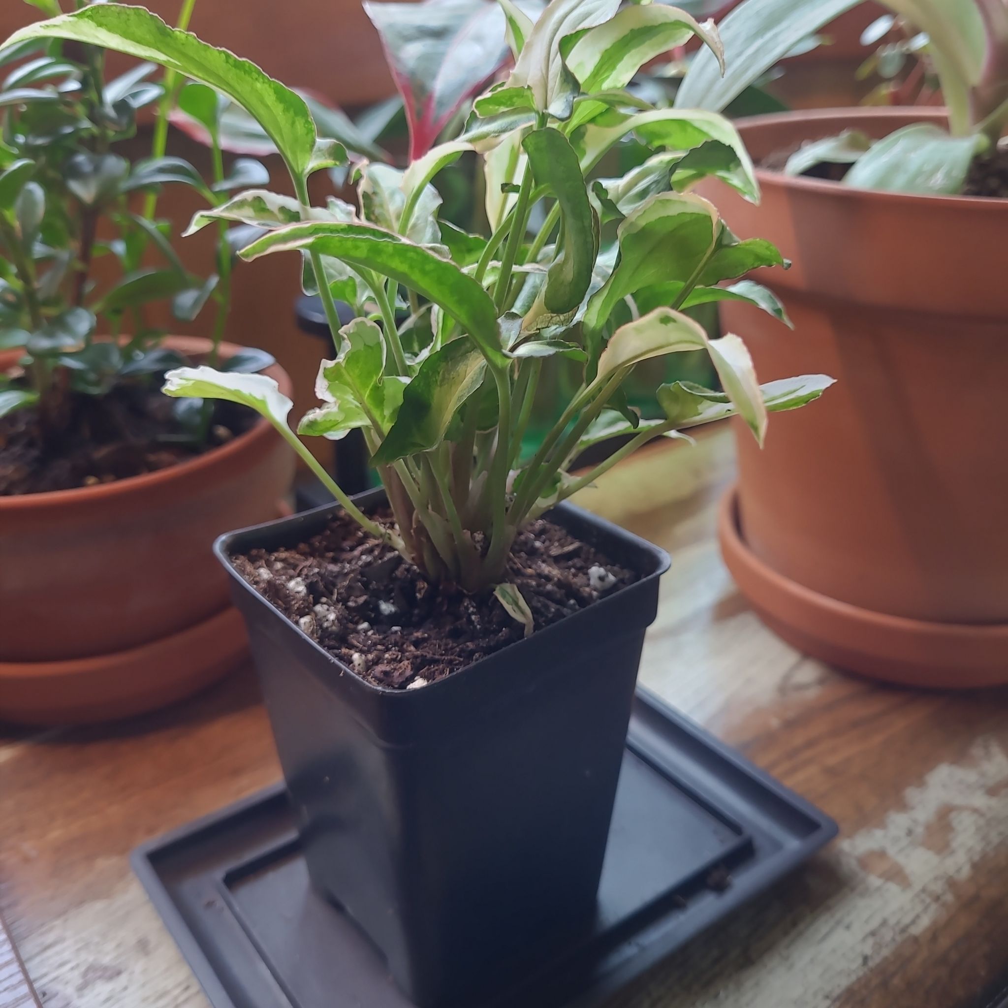 Photo of the plant species Syngonium Starlite by @GracedStrapwort named Cosmos on Greg, the plant care app
