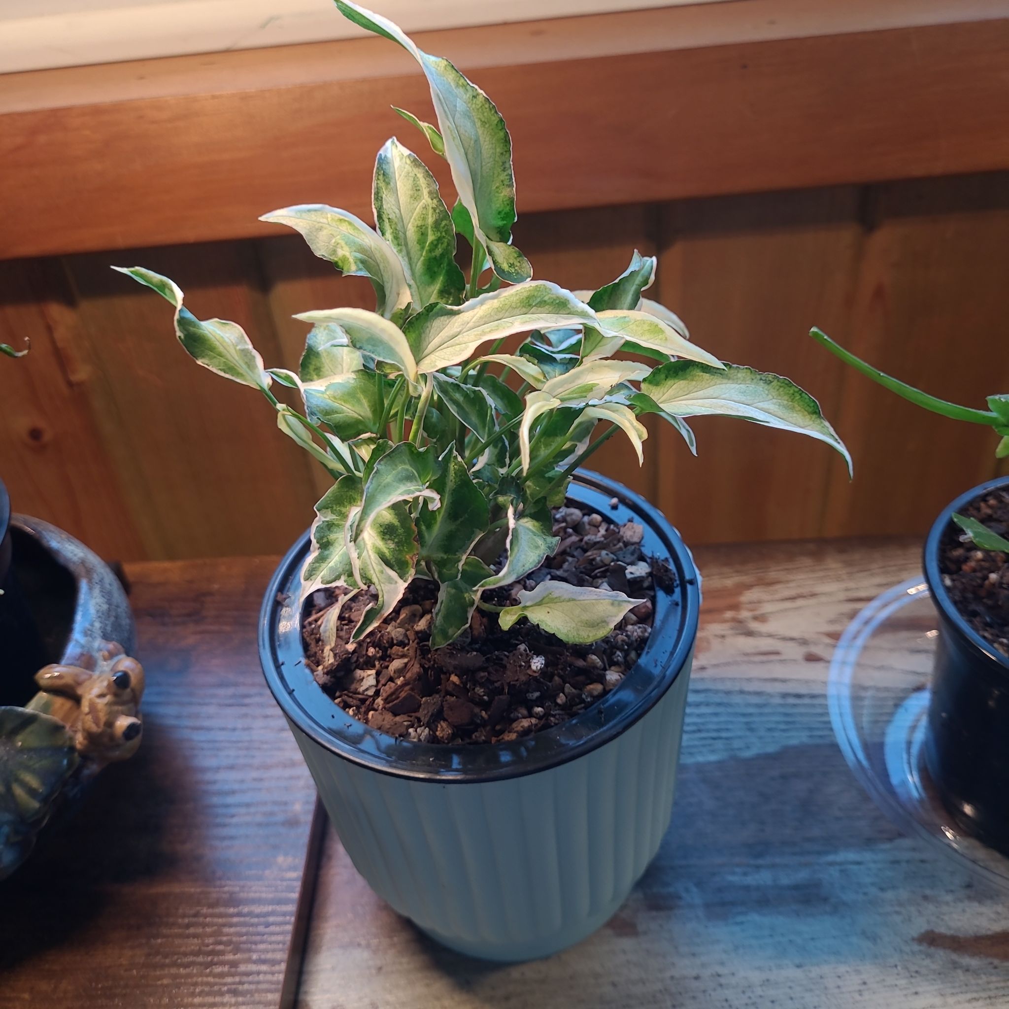 Photo of the plant species Syngonium Starlite by @GracedStrapwort named Cosmos on Greg, the plant care app
