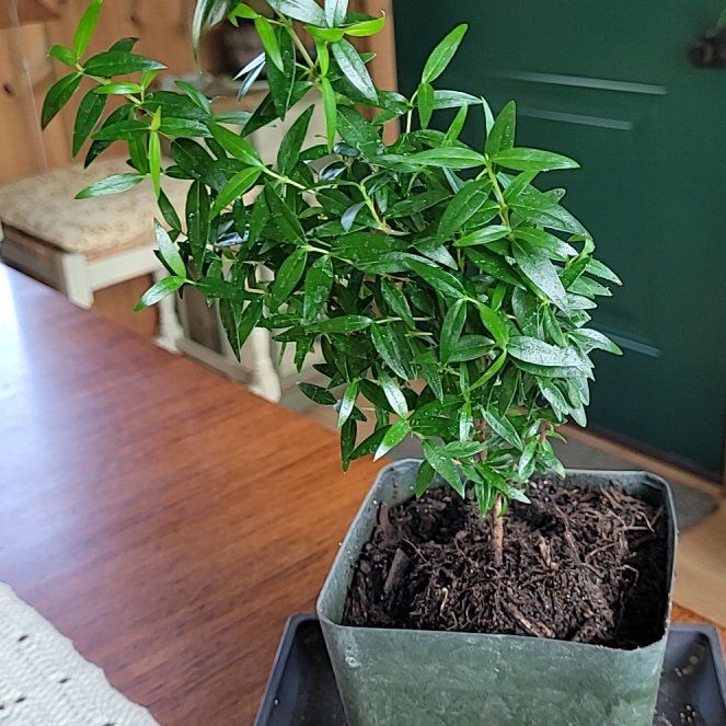 Photo of the plant species Sweet Myrtle by @GracedStrapwort named Myrtle on Greg, the plant care app