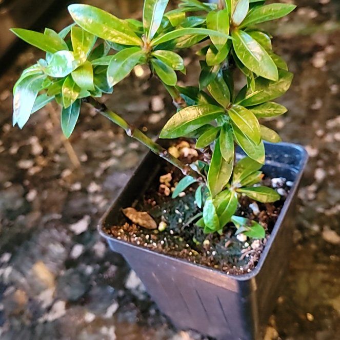 Photo of the plant species Dwarf Ixora by @GracedStrapwort named Orange crush on Greg, the plant care app