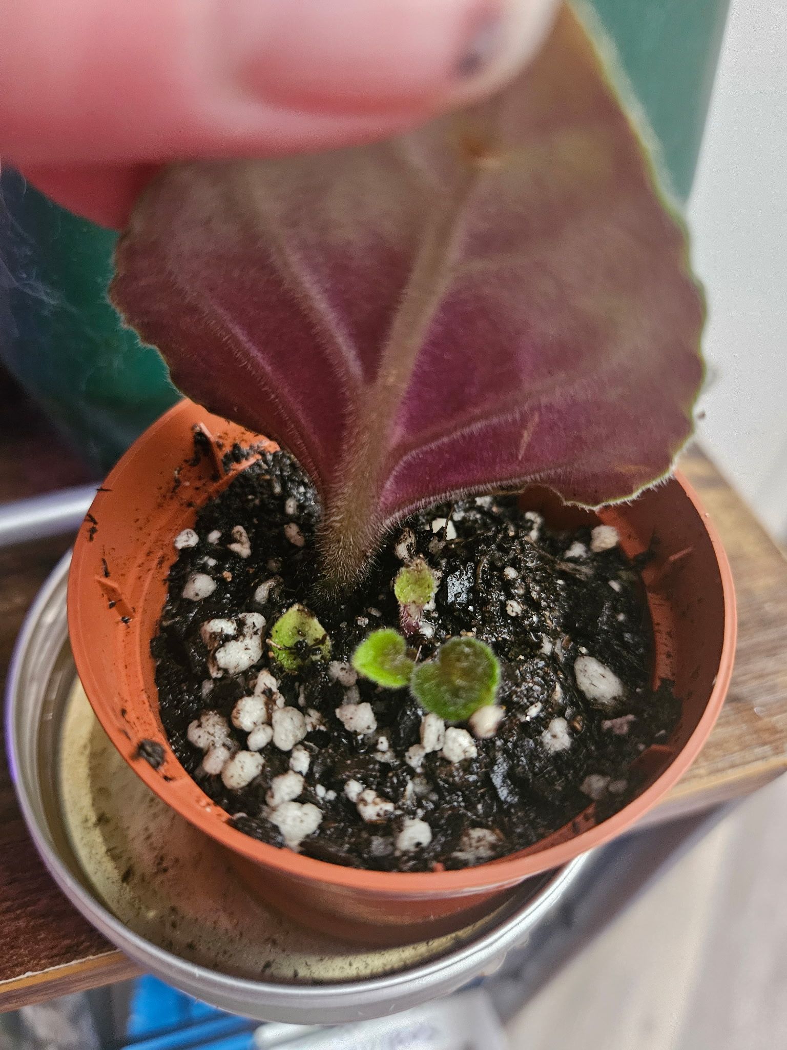 Photo from the post