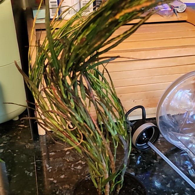 Photo of the plant species Picasso's Paintbrush by @GracedStrapwort named Picasso on Greg, the plant care app
