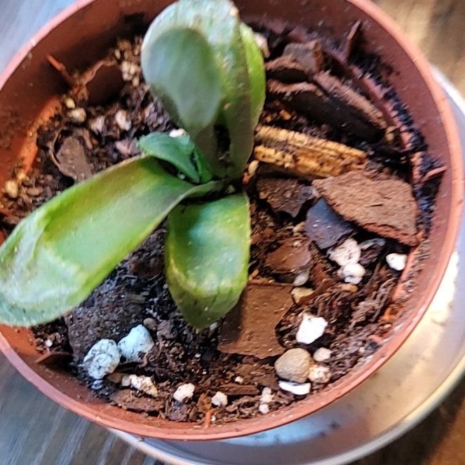 Photo of the plant species Haworthia byakuya by @GracedStrapwort named Squire on Greg, the plant care app