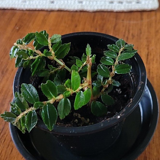 Photo of the plant species Begonia foliosa by @GracedStrapwort named Tinkerbelle on Greg, the plant care app