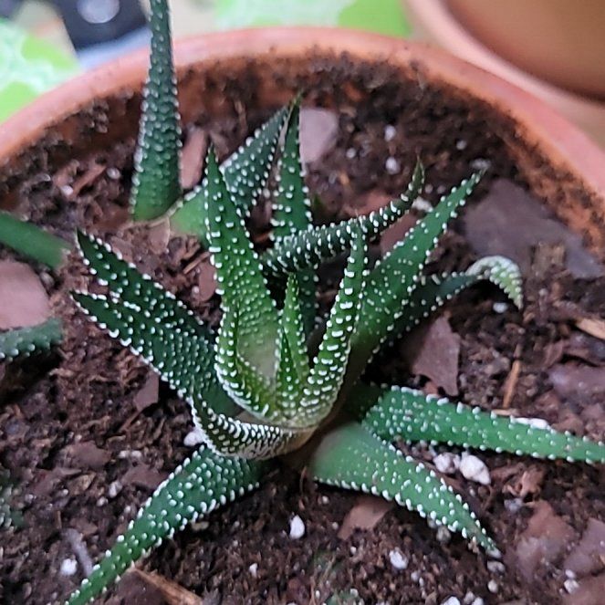 Photo of the plant species Haworthia attenuata 'Enon' by @GracedStrapwort named Denali on Greg, the plant care app