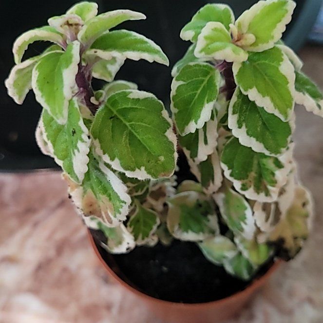 Photo of the plant species Hemizygia candy kisses by @GracedStrapwort named Candy 💋 on Greg, the plant care app