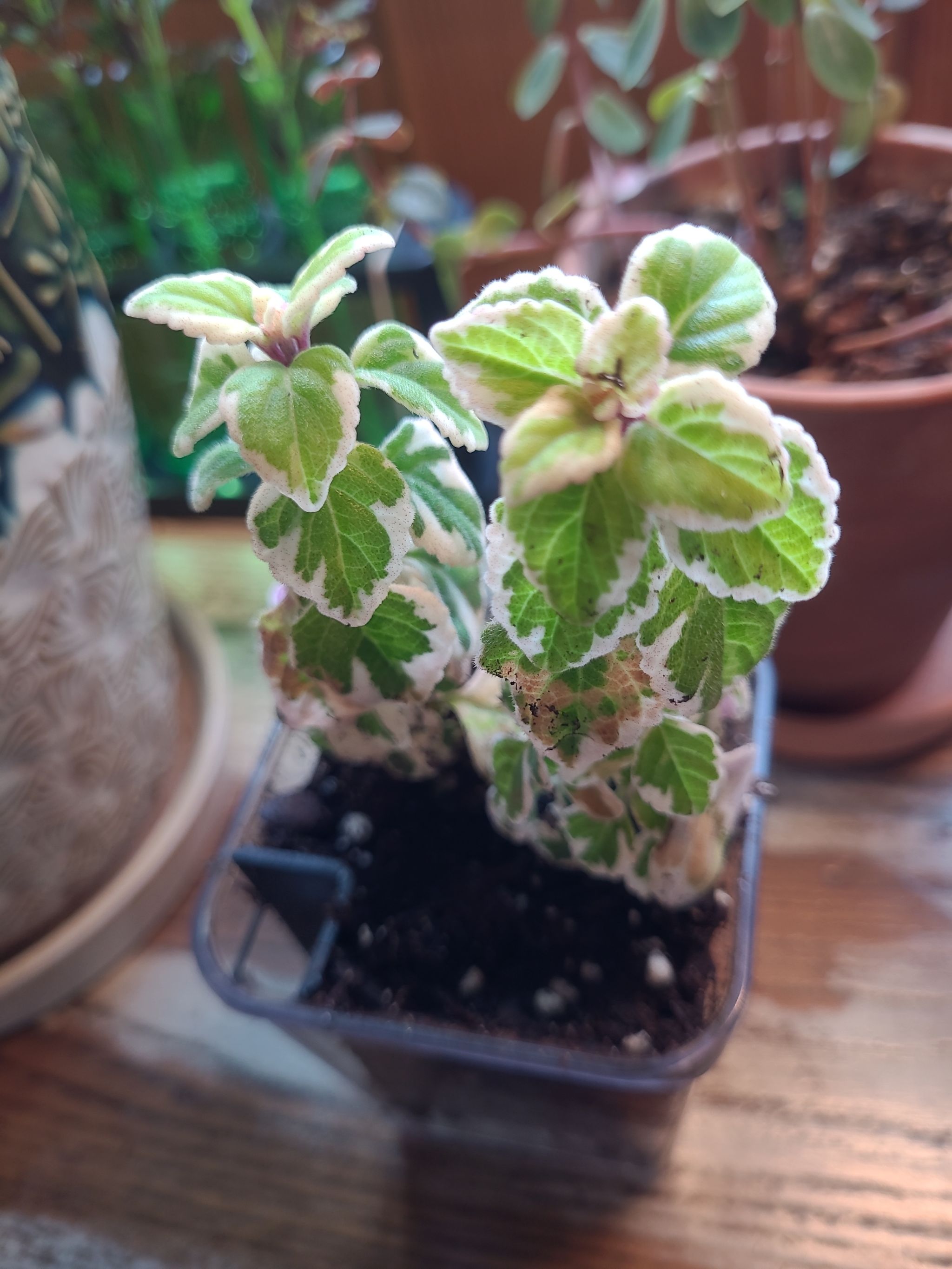 Photo from the post