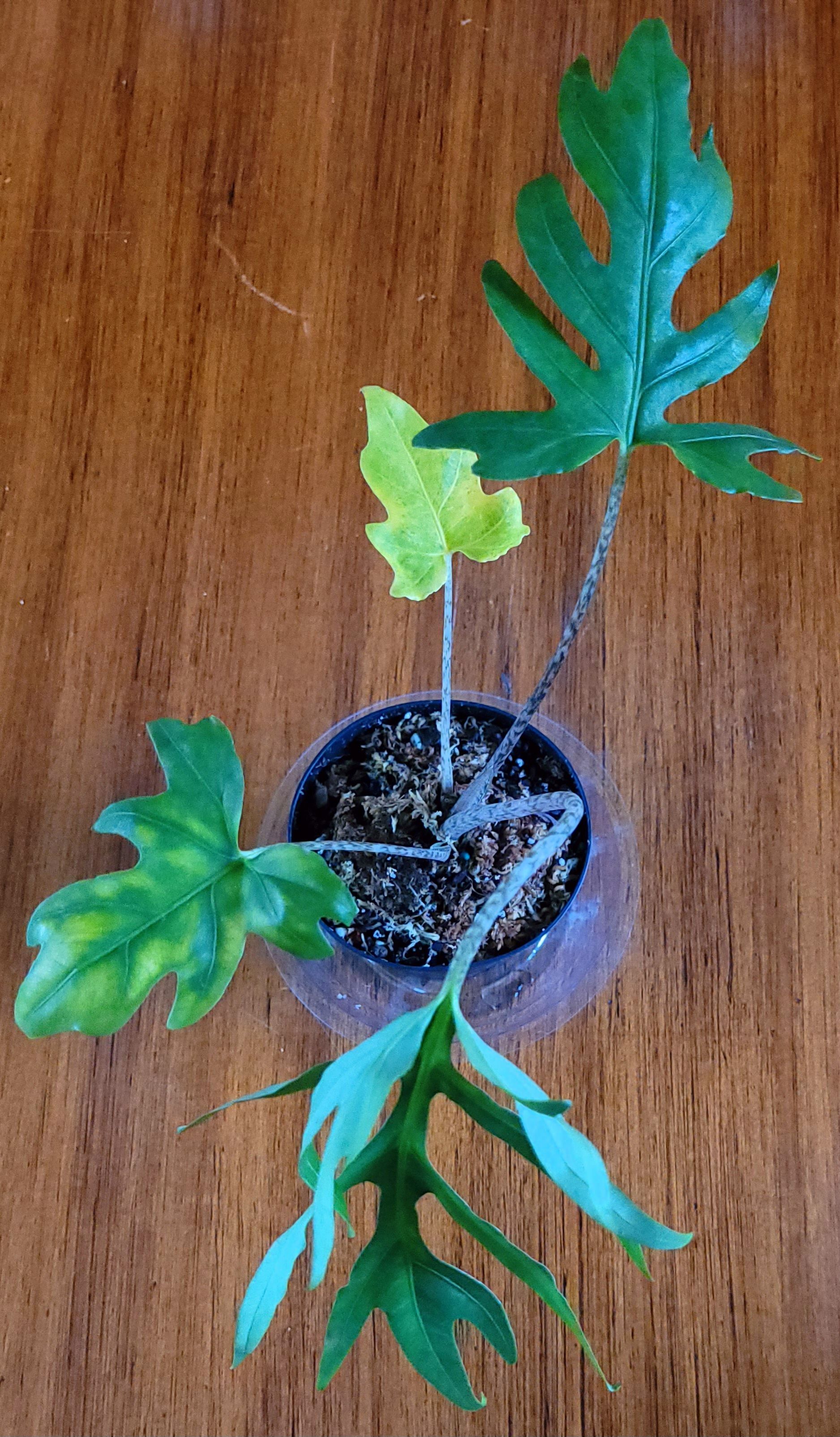 Photo from the post