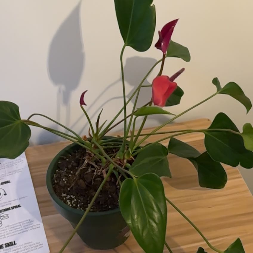 Photo of the plant species Flamingo Flower by @NewErigeronacer named Walt on Greg, the plant care app