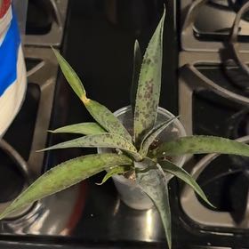 Photo of the plant species Mangave 'Freckles and Speckles' by @EminentTupeia named Sigmund on Greg, the plant care app