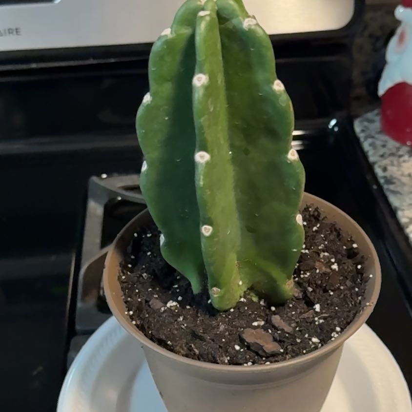 Photo of the plant species Deco Cactus by @EminentTupeia named Treeyoncé on Greg, the plant care app