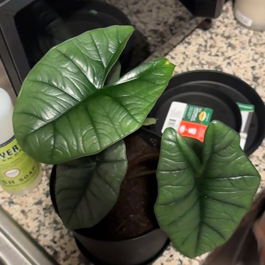 Photo of the plant species Alocasia Bisma Silver by @EminentTupeia named Osmo on Greg, the plant care app