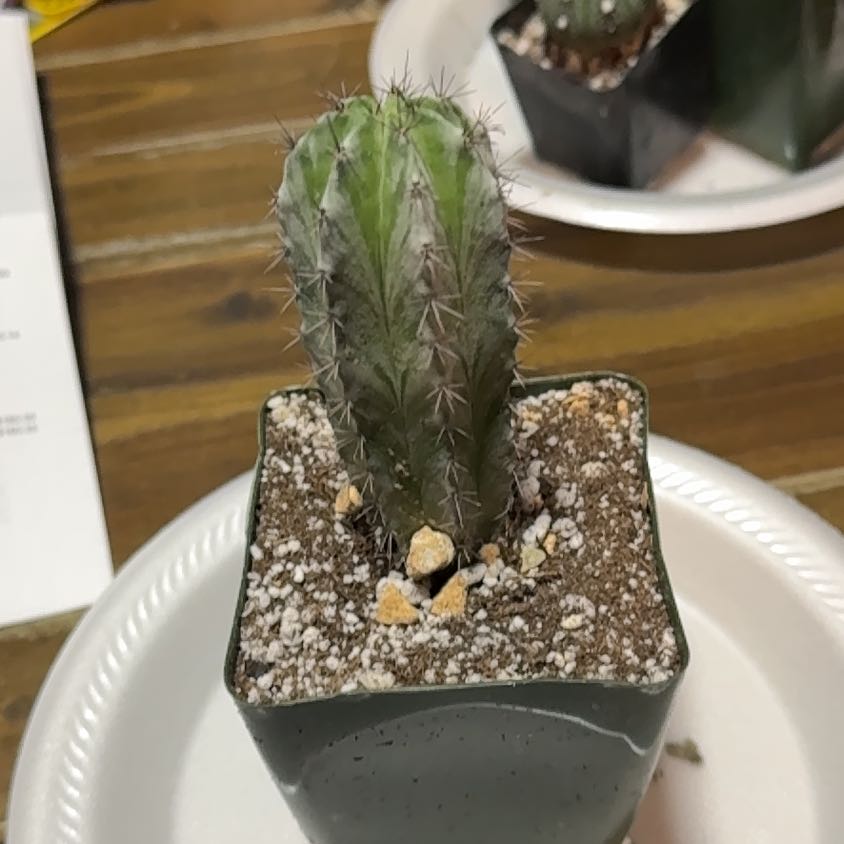 Photo of the plant species Polaskia chichipe by @EminentTupeia named Eva on Greg, the plant care app