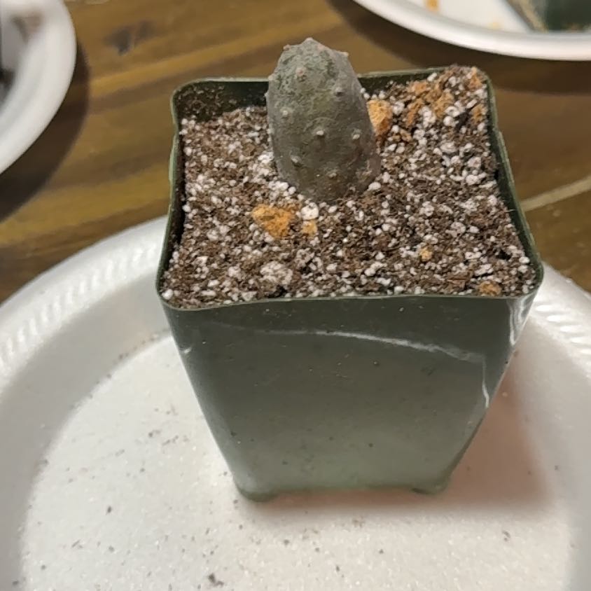 Photo of the plant species Tephrocactus Articulatus by @EminentTupeia named Beckham on Greg, the plant care app