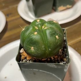 Photo of the plant species Gymnocalycium horstii 'Album' by @EminentTupeia named Harper on Greg, the plant care app
