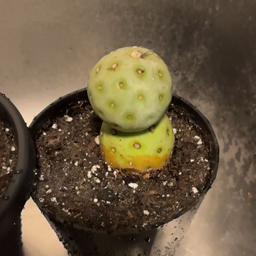 Photo of the plant species dragon egg by @EminentTupeia named Leaf Erickson on Greg, the plant care app