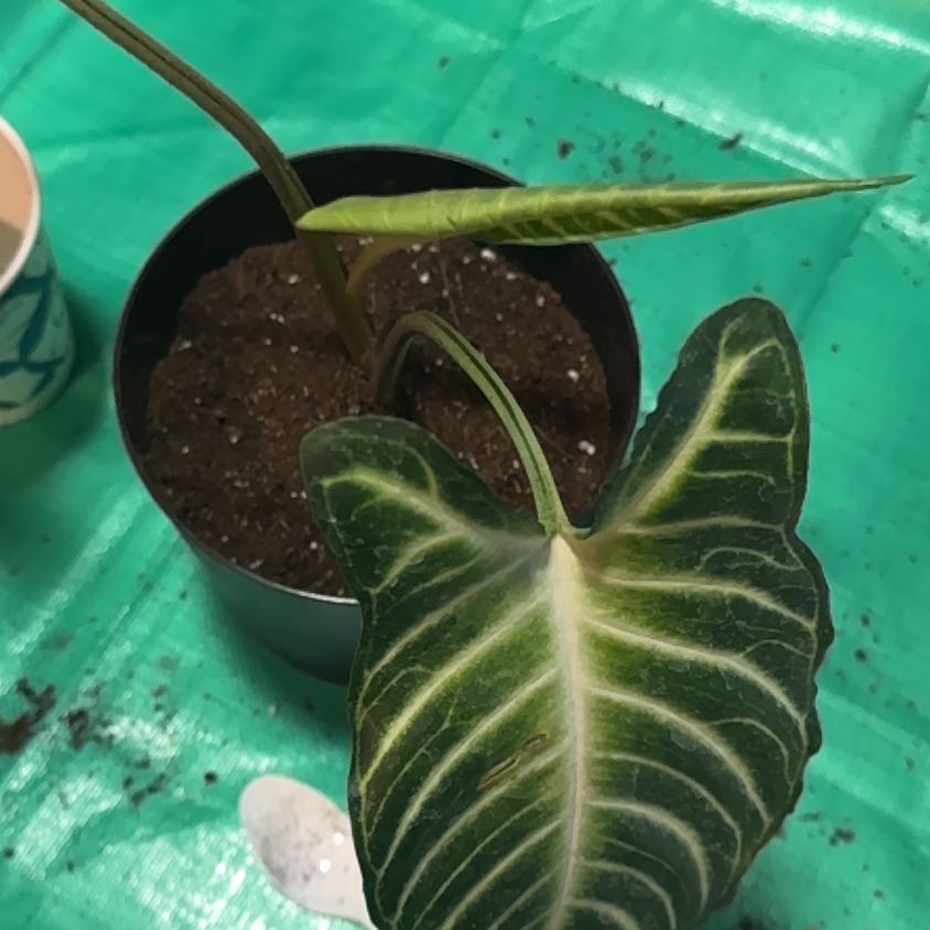 Photo of the plant species Xanthosoma by @EminentTupeia named Fernie Mercury on Greg, the plant care app