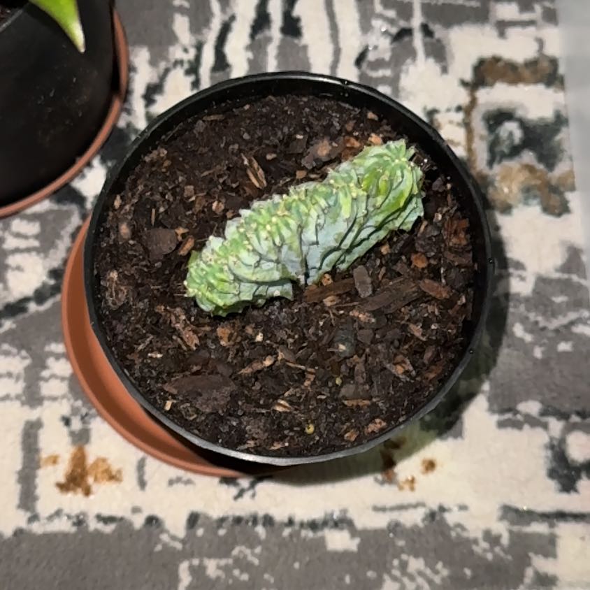 Photo of the plant species Crested Blue Flame by @EminentTupeia named Gobi on Greg, the plant care app