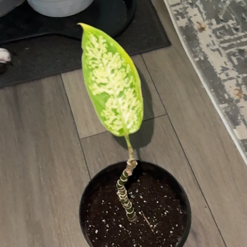Photo of the plant species Dumbcane Tropic Snow by @EminentTupeia named Rosa on Greg, the plant care app