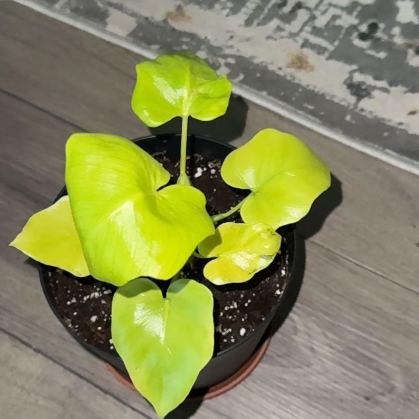 Photo of the plant species Philodendron selloum 'Golden' by @EminentTupeia named Cleopatra on Greg, the plant care app