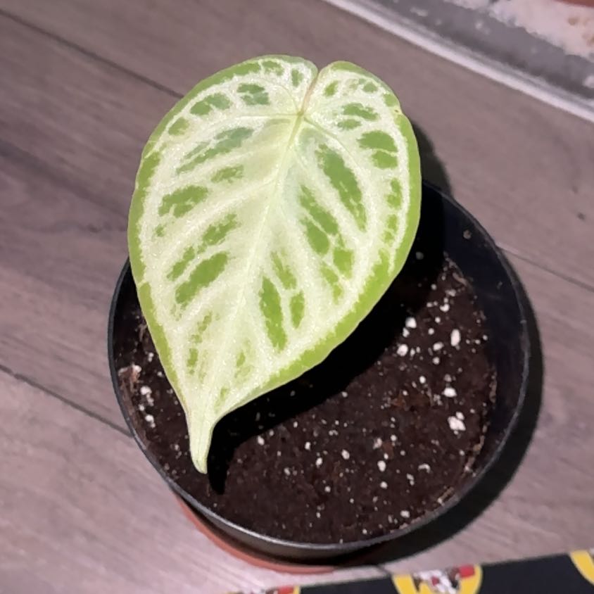 Photo of the plant species Anthurium Dorayaki by @EminentTupeia named Elina on Greg, the plant care app