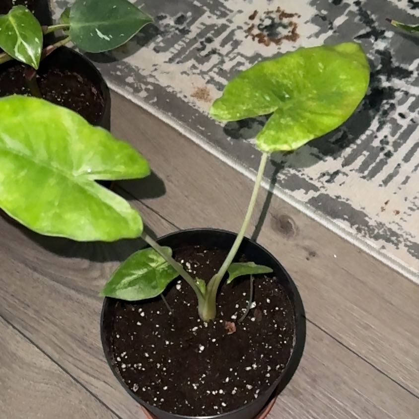 Photo of the plant species alocasia odora by @EminentTupeia named Mollie on Greg, the plant care app