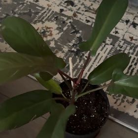 Photo of the plant species Philodendron 'Florida Bronze' by @EminentTupeia named Gates on Greg, the plant care app
