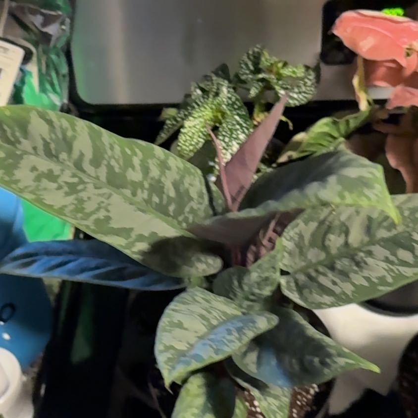 Photo of the plant species Apoballis Red Sword by @EminentTupeia named Remington on Greg, the plant care app