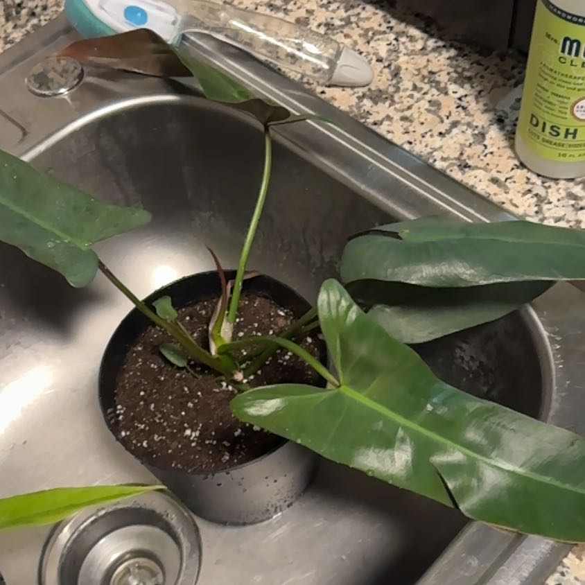 Photo of the plant species Philodendron atabapoense by @EminentTupeia named Kardashian on Greg, the plant care app