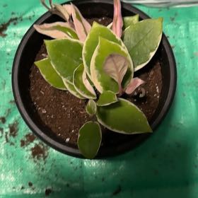 Photo of the plant species Hoya 'Shining Sea Star' by @EminentTupeia named Luna on Greg, the plant care app