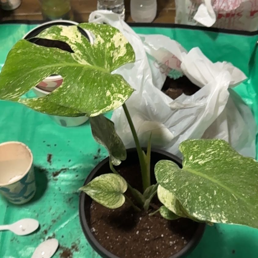 Photo of the plant species Monstera 'White Monster' by @EminentTupeia named Dax on Greg, the plant care app