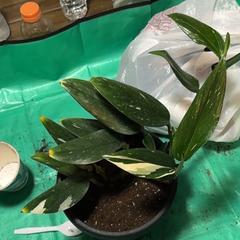 Photo of the plant species Cobra Monstera by @EminentTupeia named Nithin on Greg, the plant care app