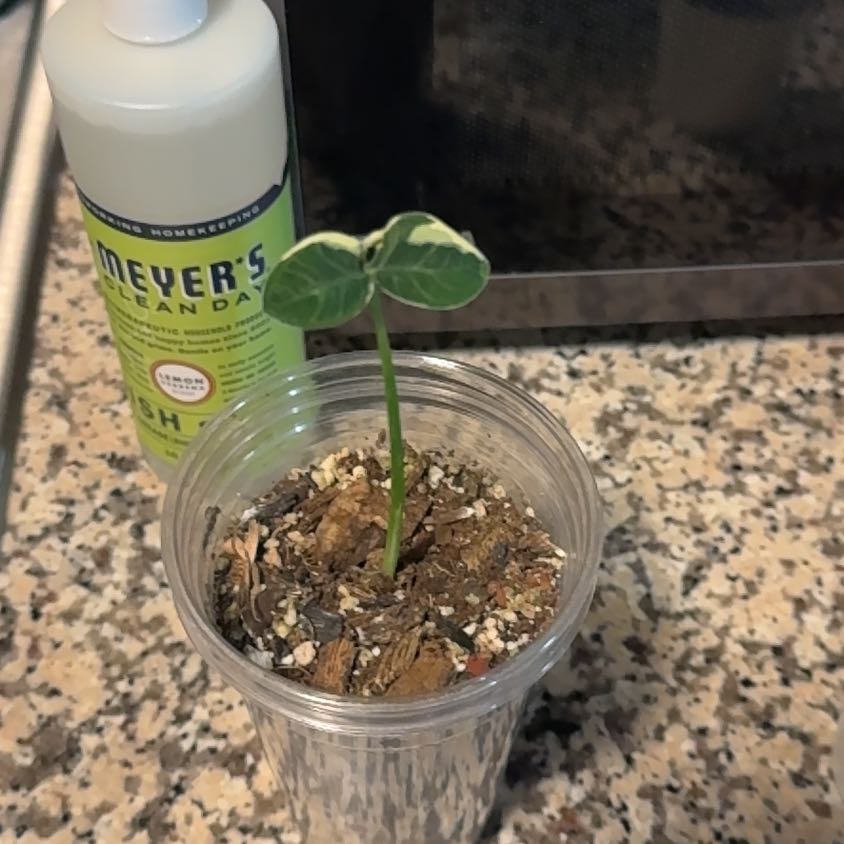 Photo of the plant species Mickey Mouse by @EminentTupeia named Scarlett on Greg, the plant care app