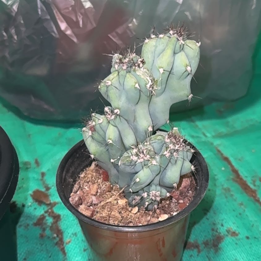 Photo of the plant species Ming Thing Cactus by @EminentTupeia named Delilah on Greg, the plant care app
