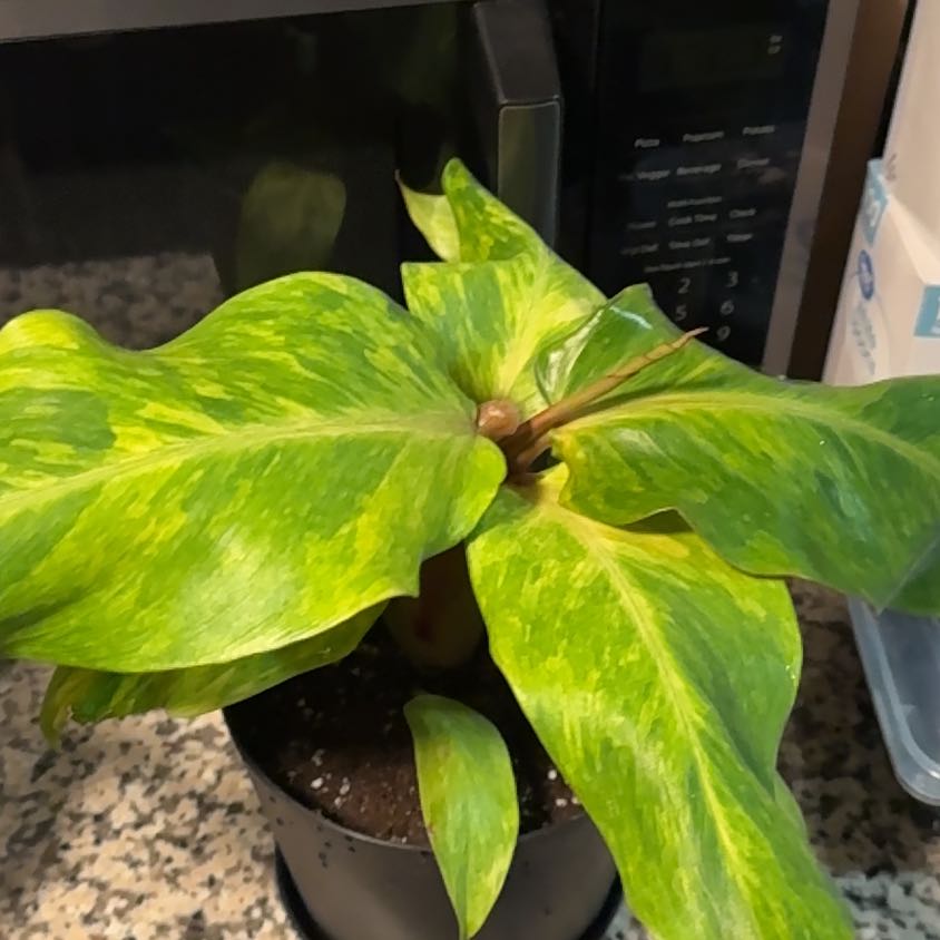 Photo of the plant species Proven Winners PrismacolorTM Orange You GorgeousTM Philodendron by @EminentTupeia named Sproutacus on Greg, the plant care app