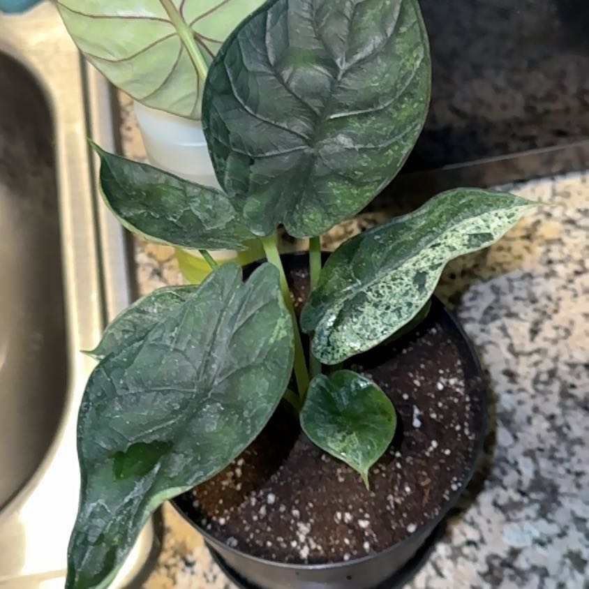Photo of the plant species Alocasia Dragon Scale Mint by @EminentTupeia named Terra on Greg, the plant care app