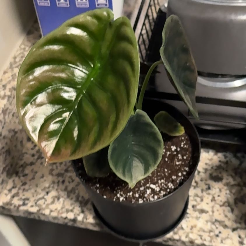 Photo of the plant species Alocasia Cuprea by @EminentTupeia named Walt on Greg, the plant care app