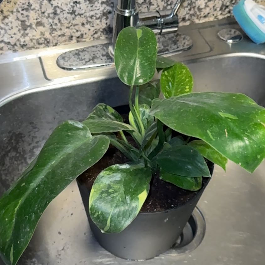 Photo of the plant species Philo Green Congo Nuclear by @EminentTupeia named Willow on Greg, the plant care app