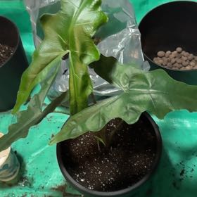 Photo of the plant species Alocasia sabrina by @EminentTupeia named Coco on Greg, the plant care app