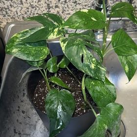 Photo of the plant species Yellow Sunrise Pothos by @EminentTupeia named Keanu Leaves on Greg, the plant care app