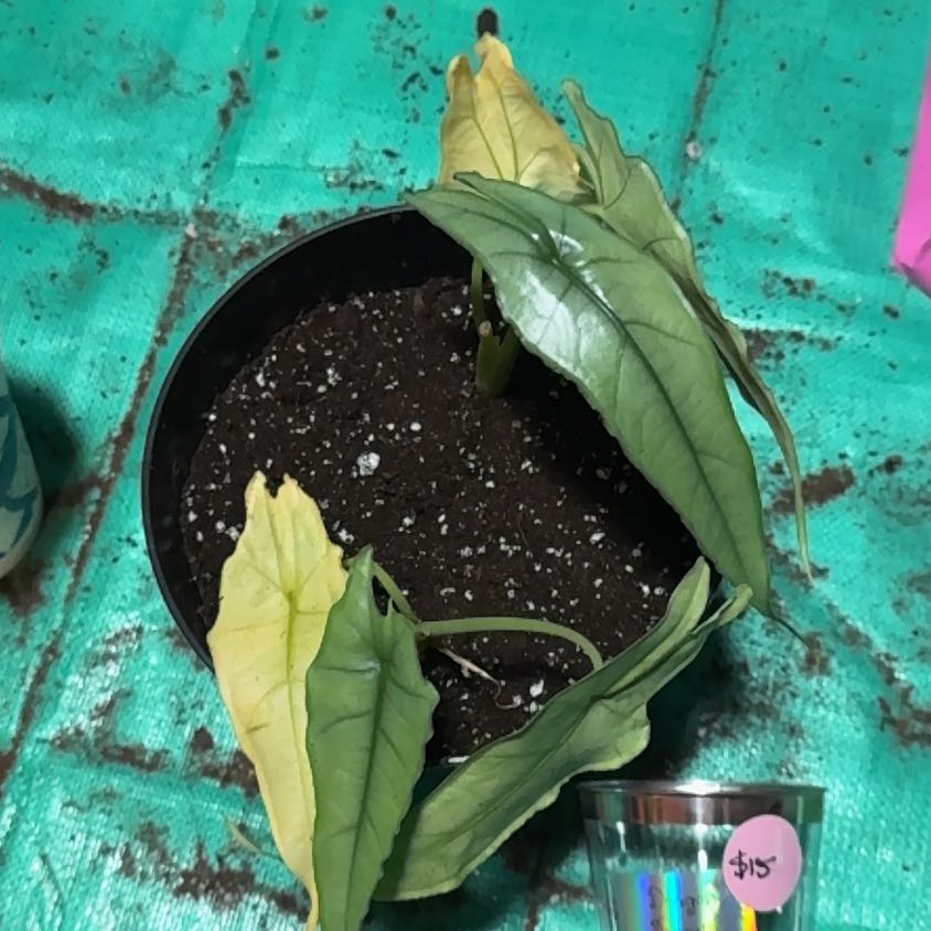 Photo of the plant species Alocasia dragons breath by @EminentTupeia named Aristotle on Greg, the plant care app