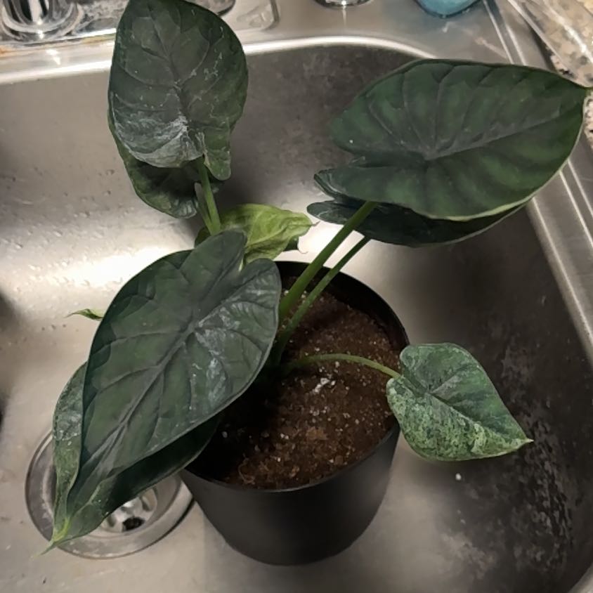 Photo of the plant species Alocasia Dragon Scale Mint by @EminentTupeia named Marley on Greg, the plant care app