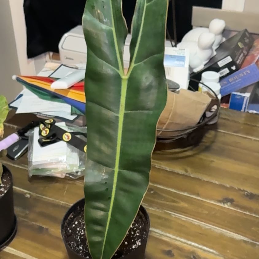 Photo of the plant species Philodendron billietiae by @EminentTupeia named Harper on Greg, the plant care app
