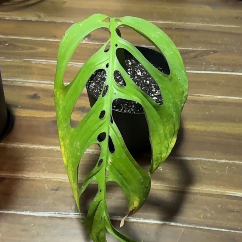 Photo of the plant species Monstera esqueleto by @EminentTupeia named Plato on Greg, the plant care app