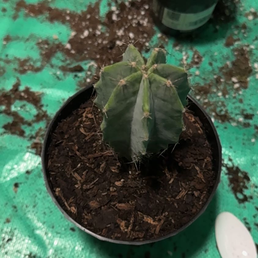 Photo of the plant species Gray Ghost Organ Pipe by @EminentTupeia named Lebron on Greg, the plant care app