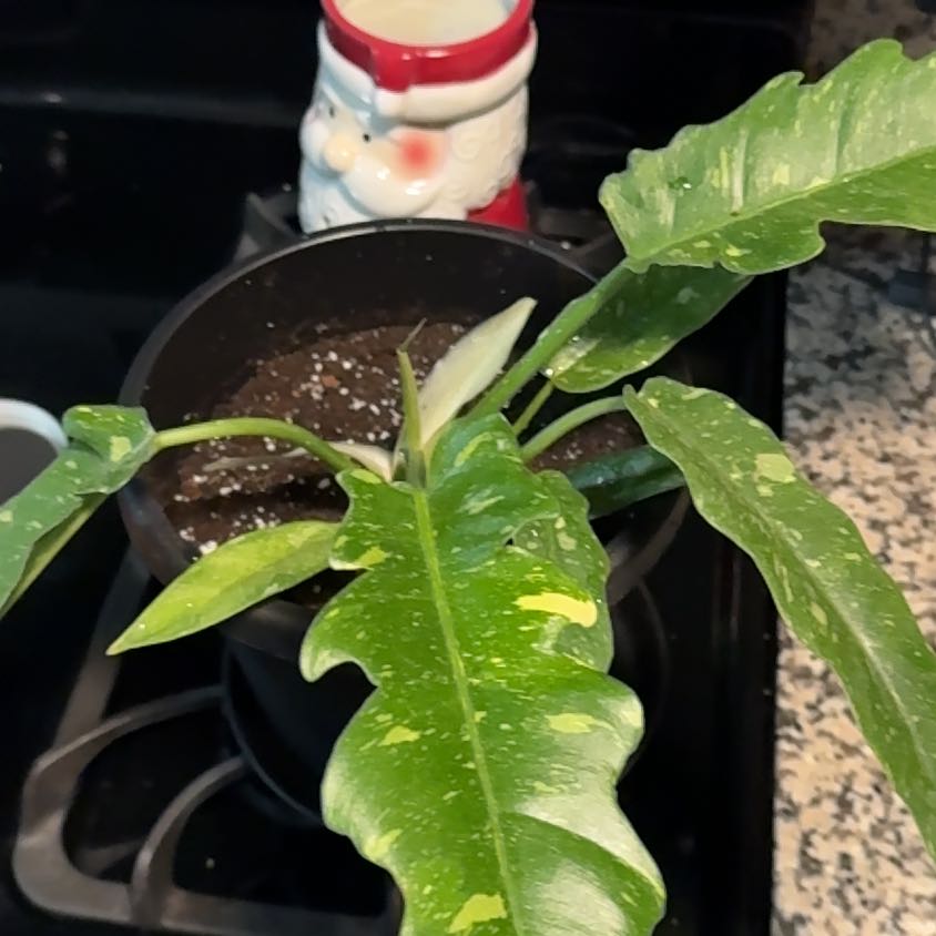 Photo of the plant species Prismacolor Golden Girl Philodendron by @EminentTupeia named Spike Leaves on Greg, the plant care app