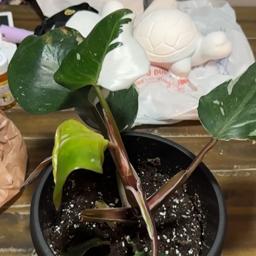 Photo of the plant species White Knight Philodendron by @EminentTupeia named Oscar on Greg, the plant care app