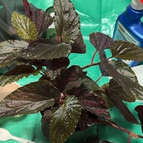 Photo of the plant species Begonia maculata 'Pink Spot' by @EminentTupeia named Muhammad Ali on Greg, the plant care app