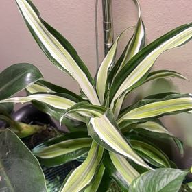 Photo of the plant species Dracaena Goldstar by @SageWinterberry named Dracaena Warneckii on Greg, the plant care app